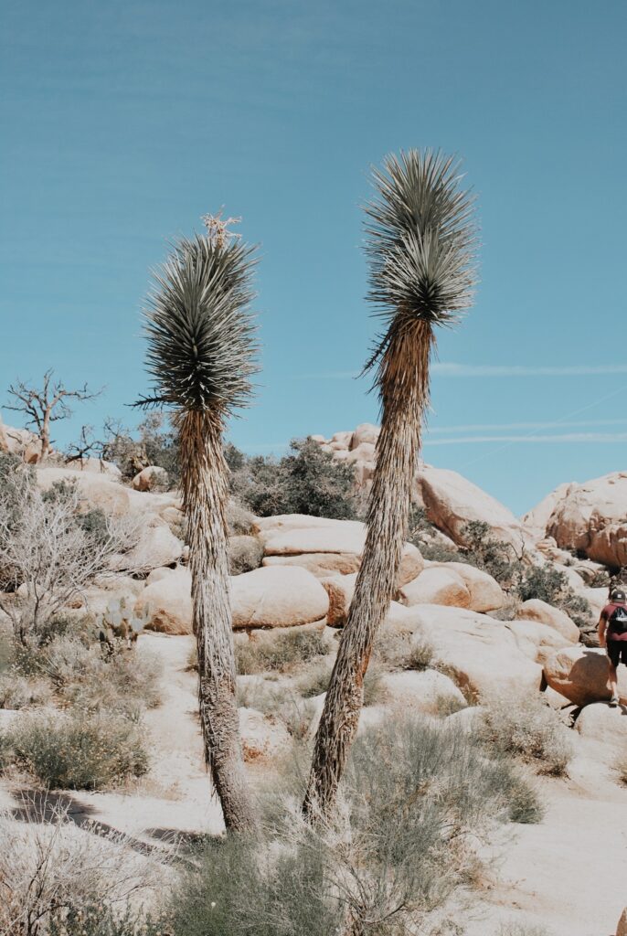 Two Joshua Trees in the National Park